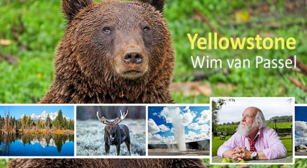 Wildlife photographer champions the beauty of Yellowstone with a ...